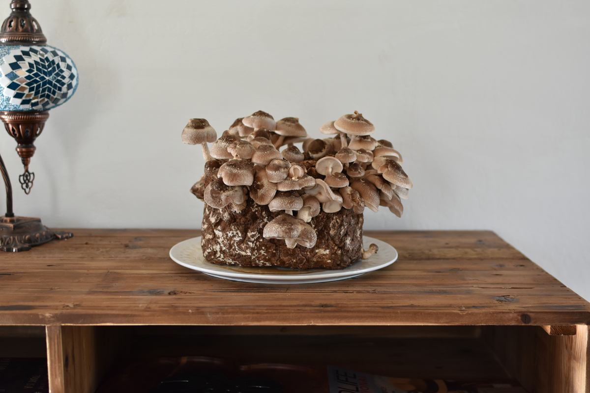 A flourishing mushroom growing kit