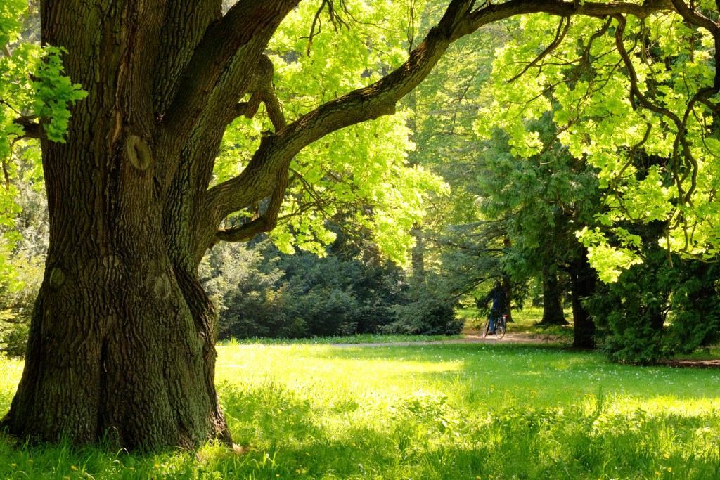 Oak tree standing tall.