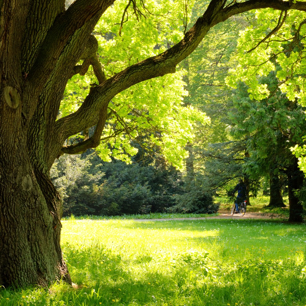 Oak tree standing tall.