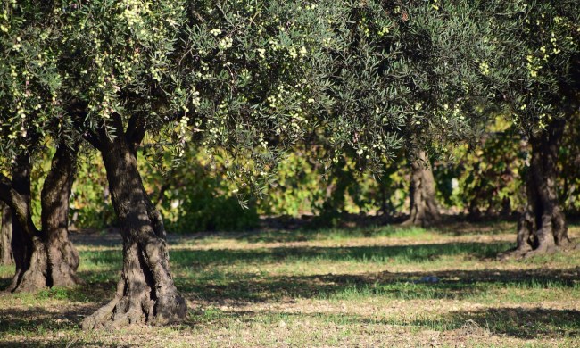 A grove of olive trees