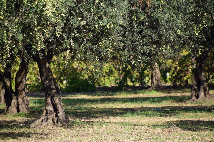 A grove of olive trees