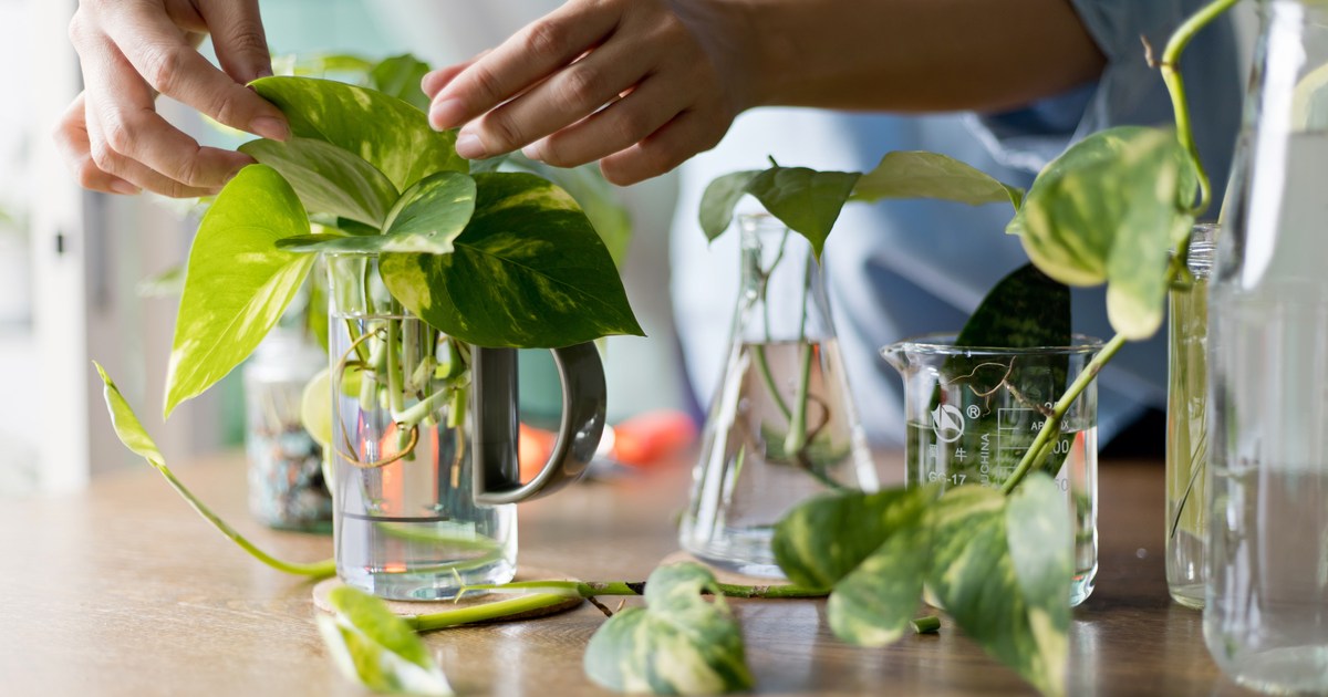 How to Properly Propagate Your Plants This Fall | HappySprout