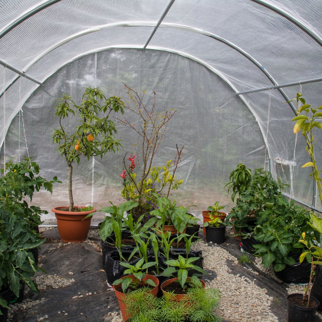 Plants growing in a polytunnel