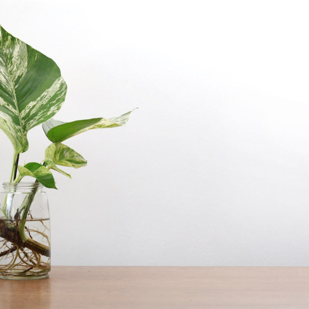 A pothos cutting rooting in water
