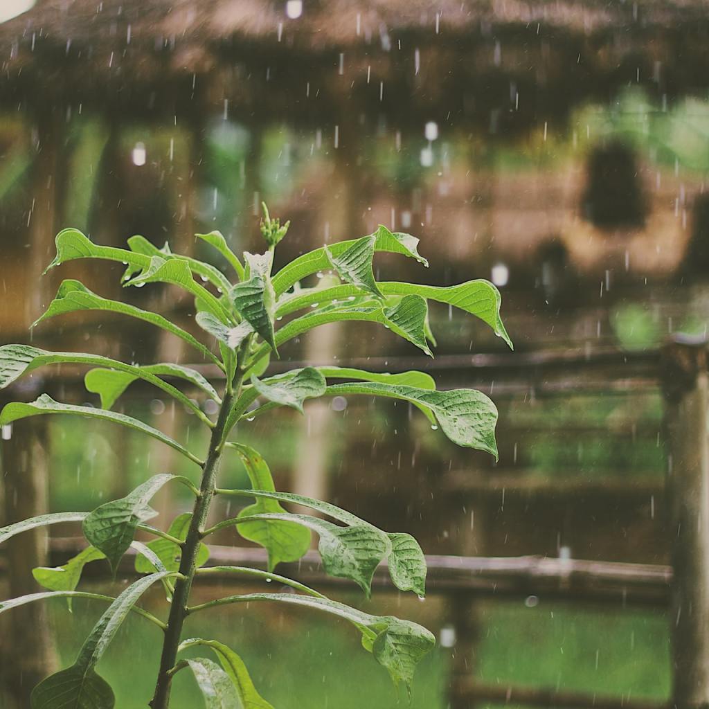 Rain in garden