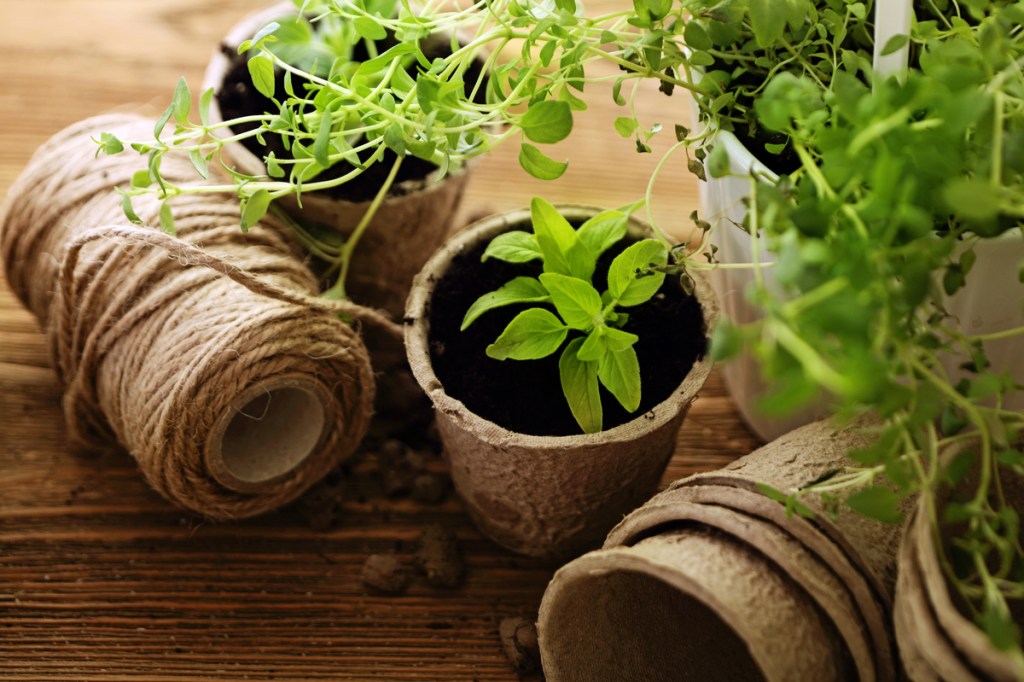 Pots with seedlings growing