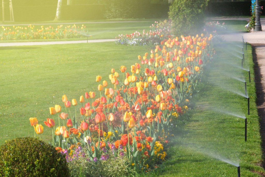 Sprinklers spraying tulip flowers