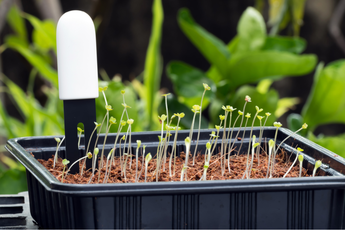 A soil sensor in a container with sprouts