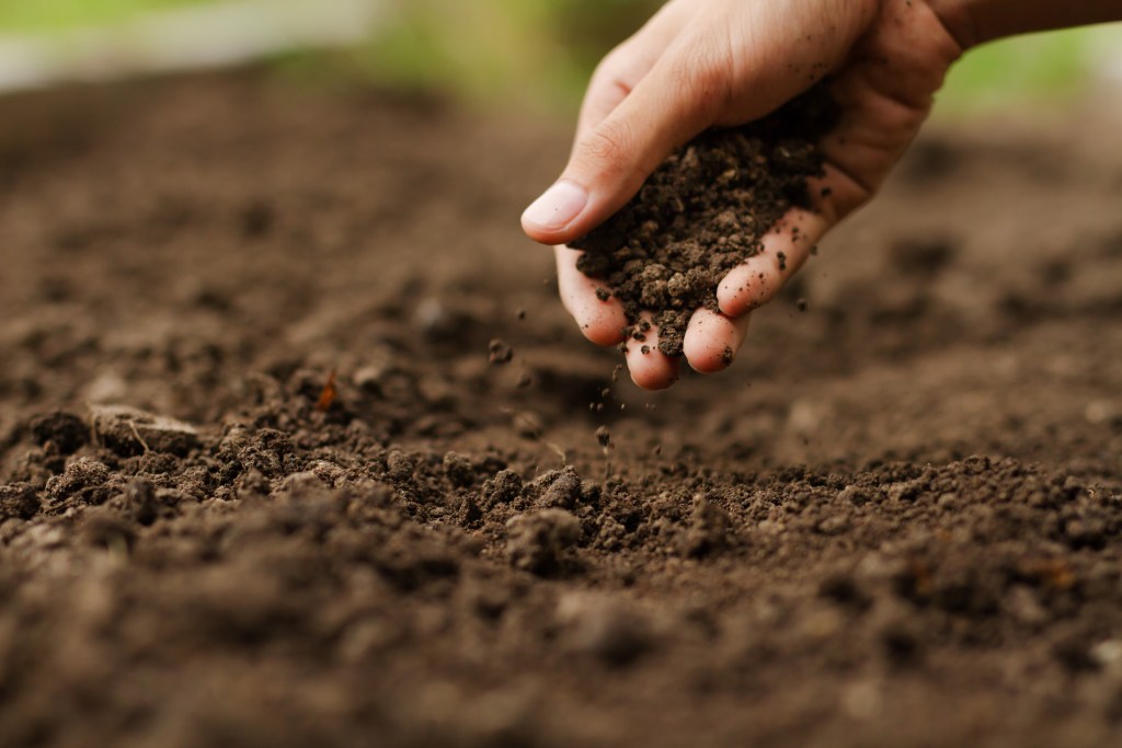 Soil crumbles through gardener's fingers.