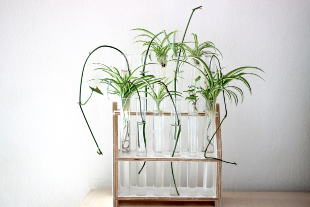 Spider plants rooting in water