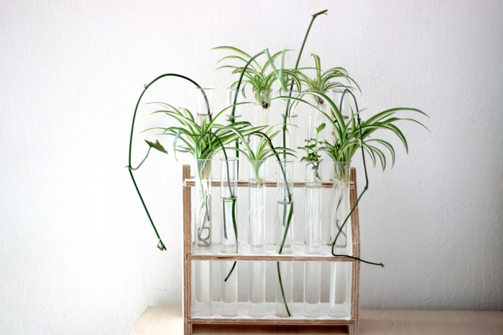 Spider plants rooting in water