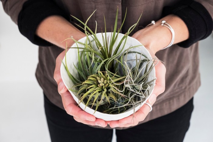 A person holding a bowl of air plants