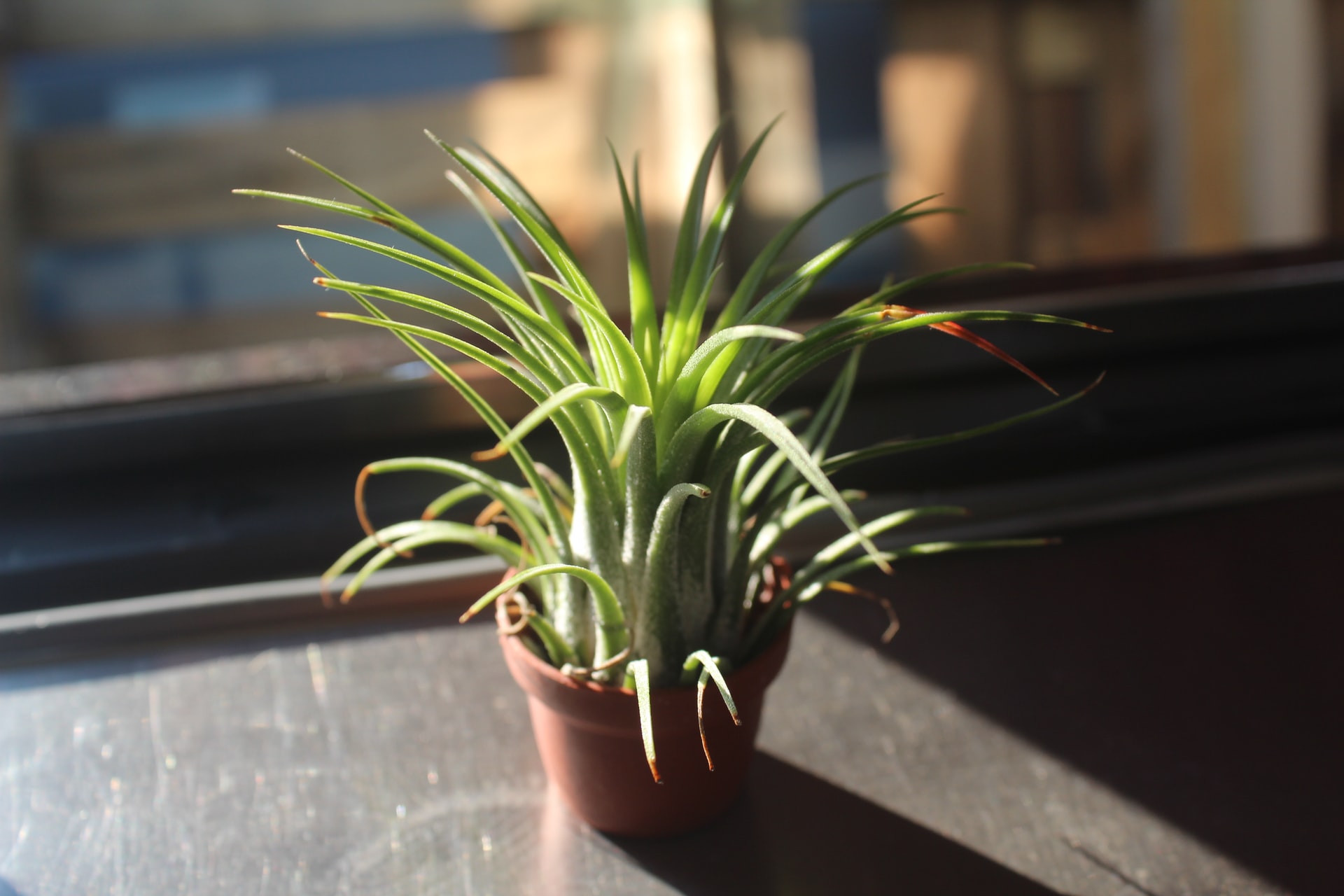  Want to make sure your air plants dont die? Heres how to properly water them