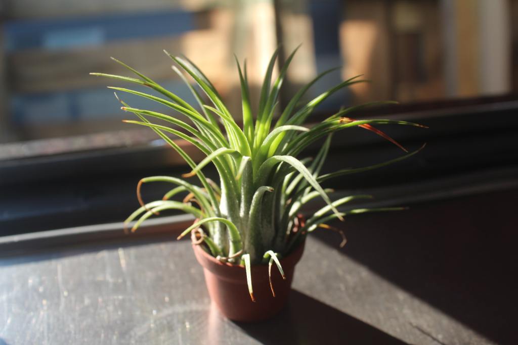 Air plant in sun