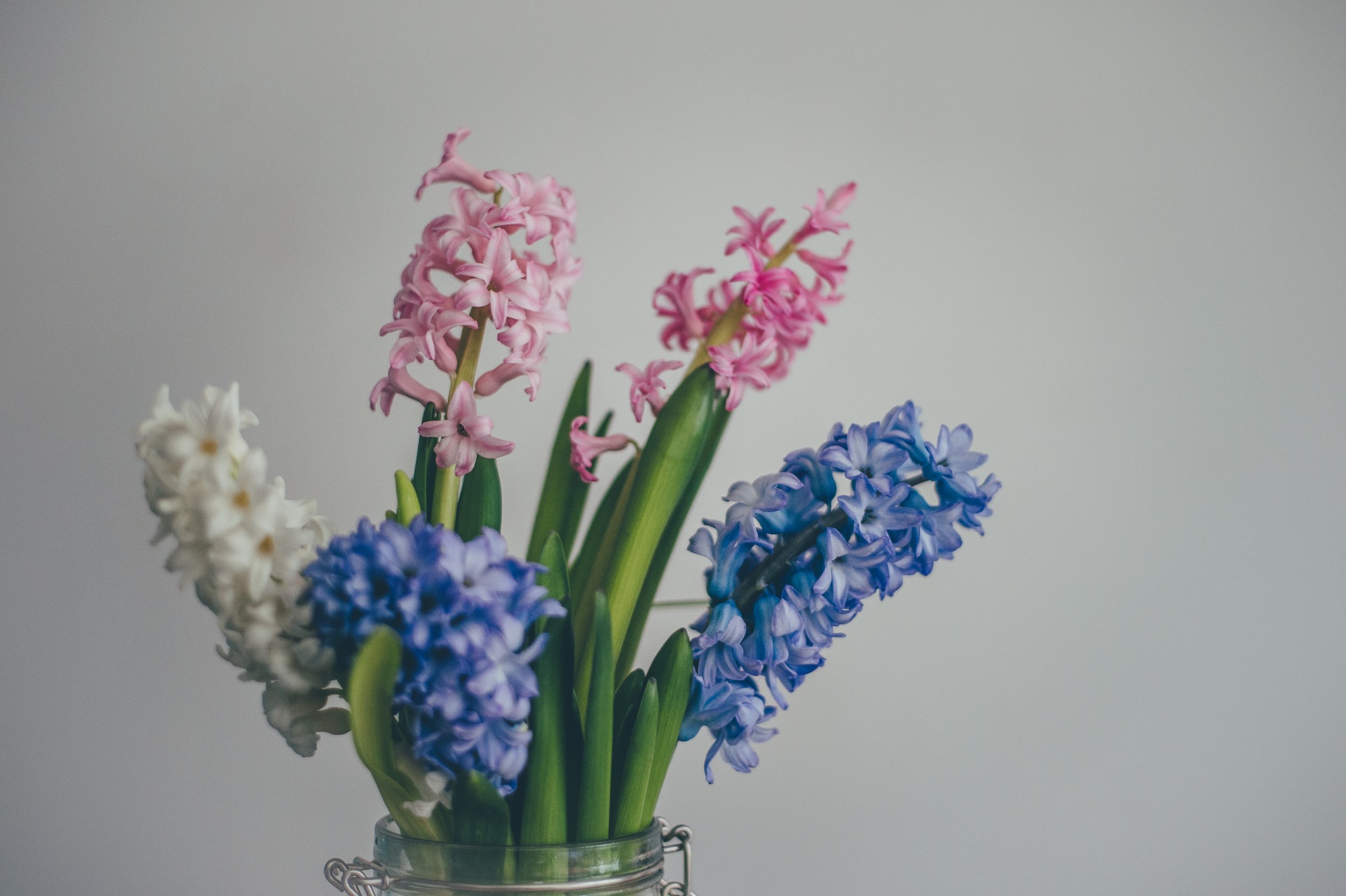 pink white and blue Hyacinth