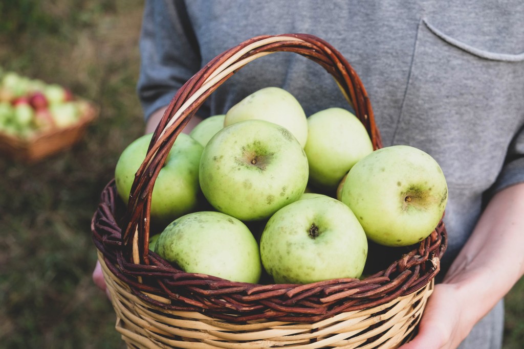 Gardener holding basket of freshly harvested apples.