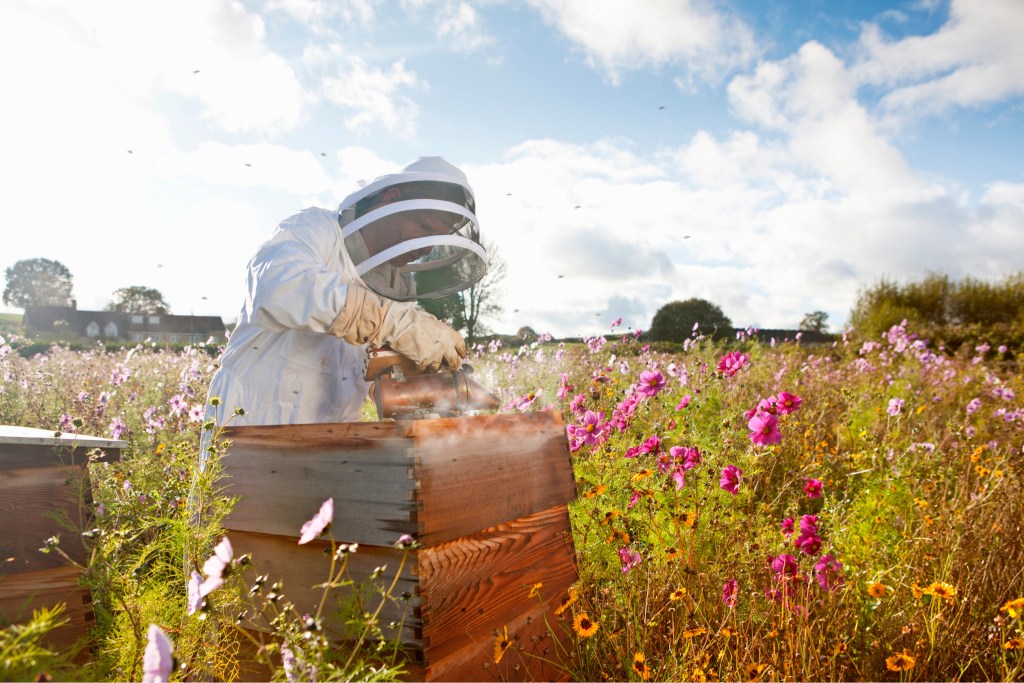 Beekeeper uses smoker to check beehive.