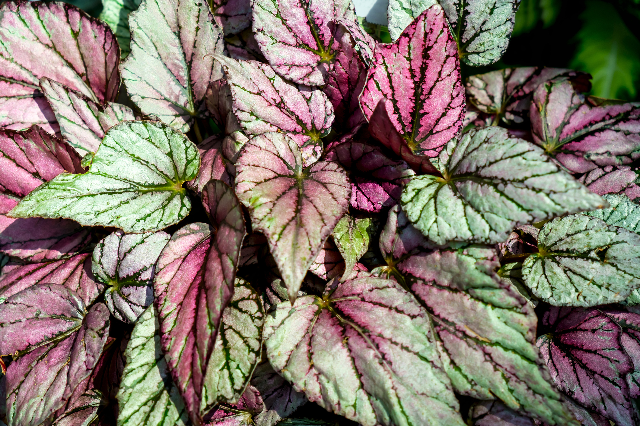 Begonia rex