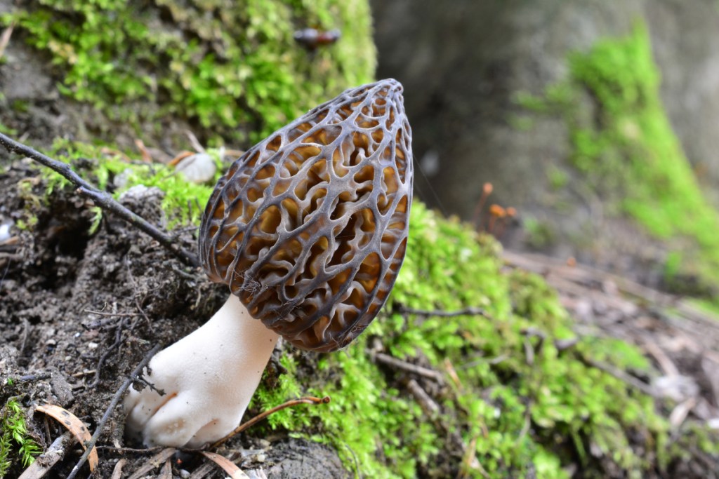 A single black morel mushroom