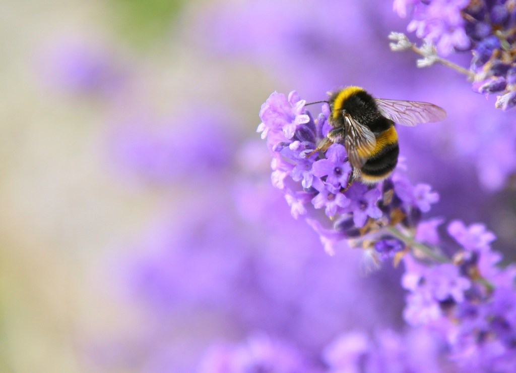 Bumblebee pollinates lavender flower