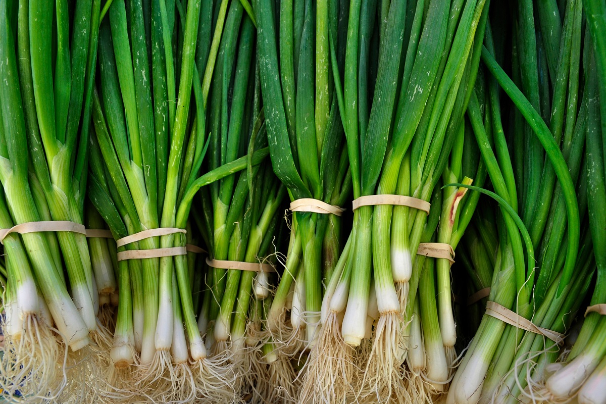 Green onions bundled together with rubberbands