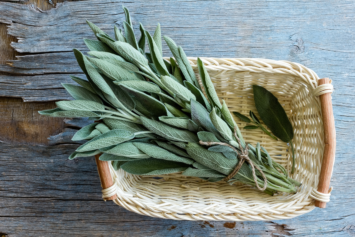  What you need to know about planting, growing, and harvesting sage