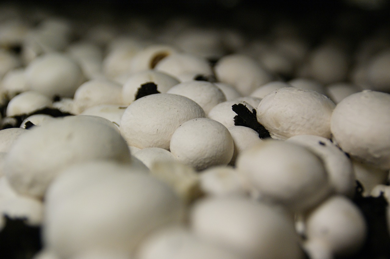 Close up of white button mushrooms growing