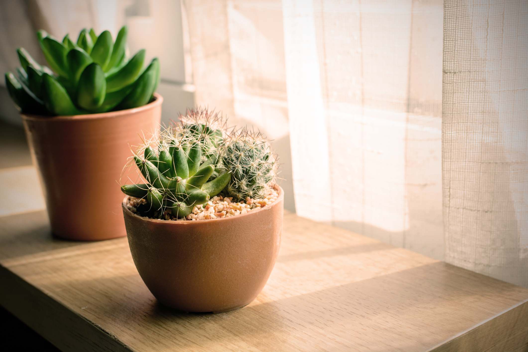  How to save your cactus if its turning yellow or brown