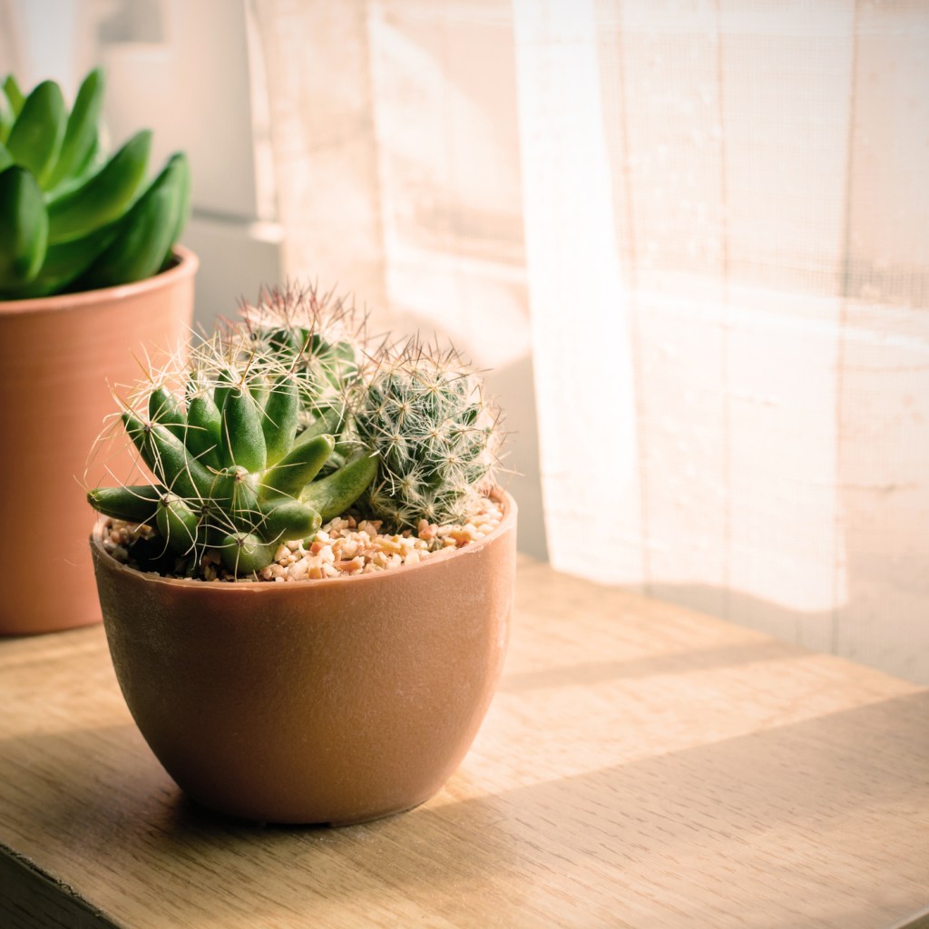 Two cacti in brown pots on a windowsill
