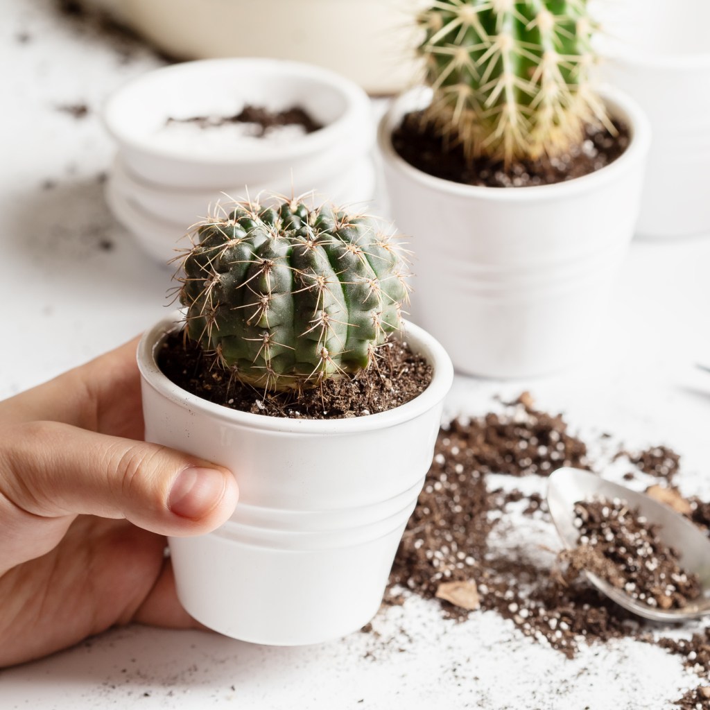 Small cactus, recently repotted in a white pot with soil on the table around it