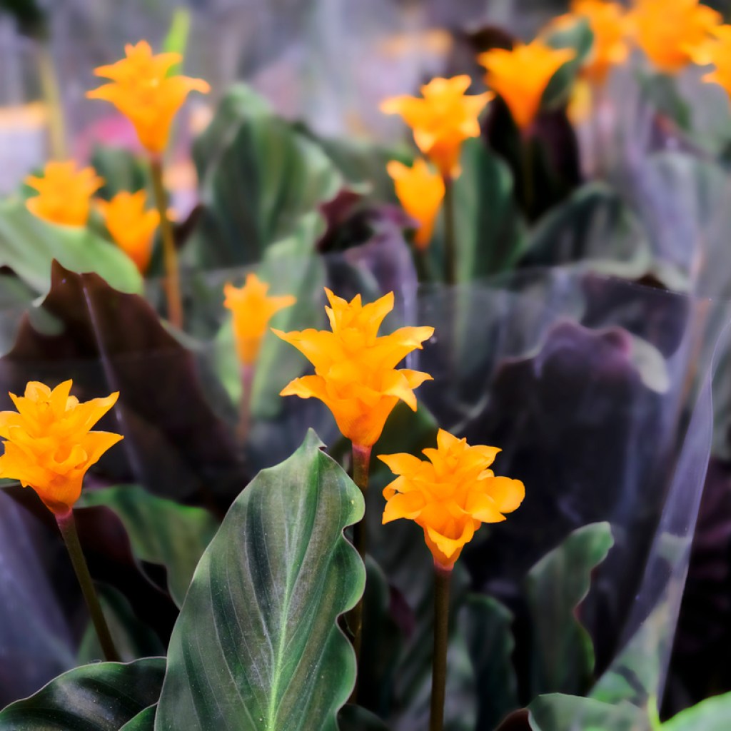 A group of potted calathea crocata