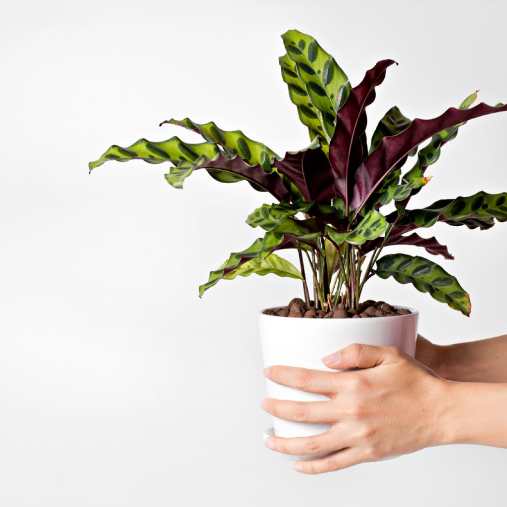 A person holding a potted calathea lancifolia or rattlesnake plant