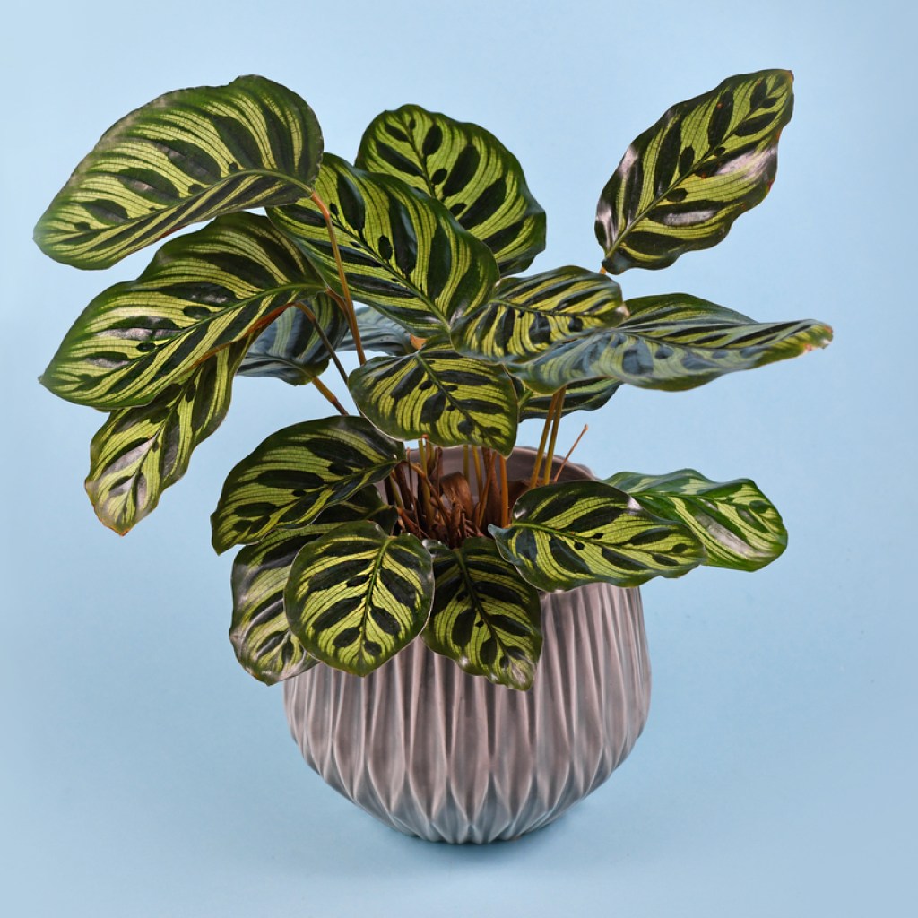 A potted calathea makoyana on a blue background