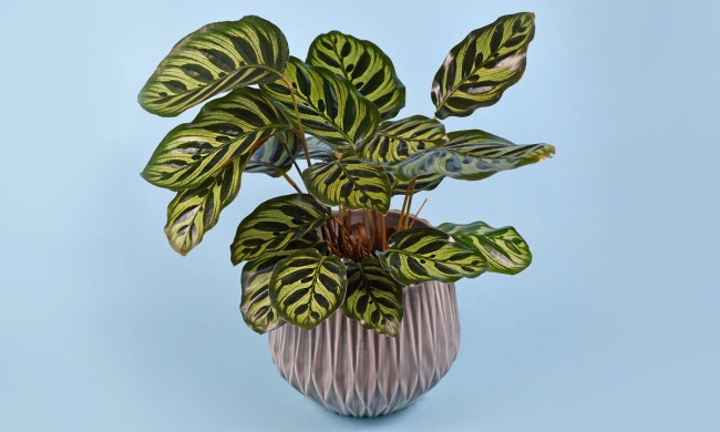 A potted calathea makoyana on a blue background