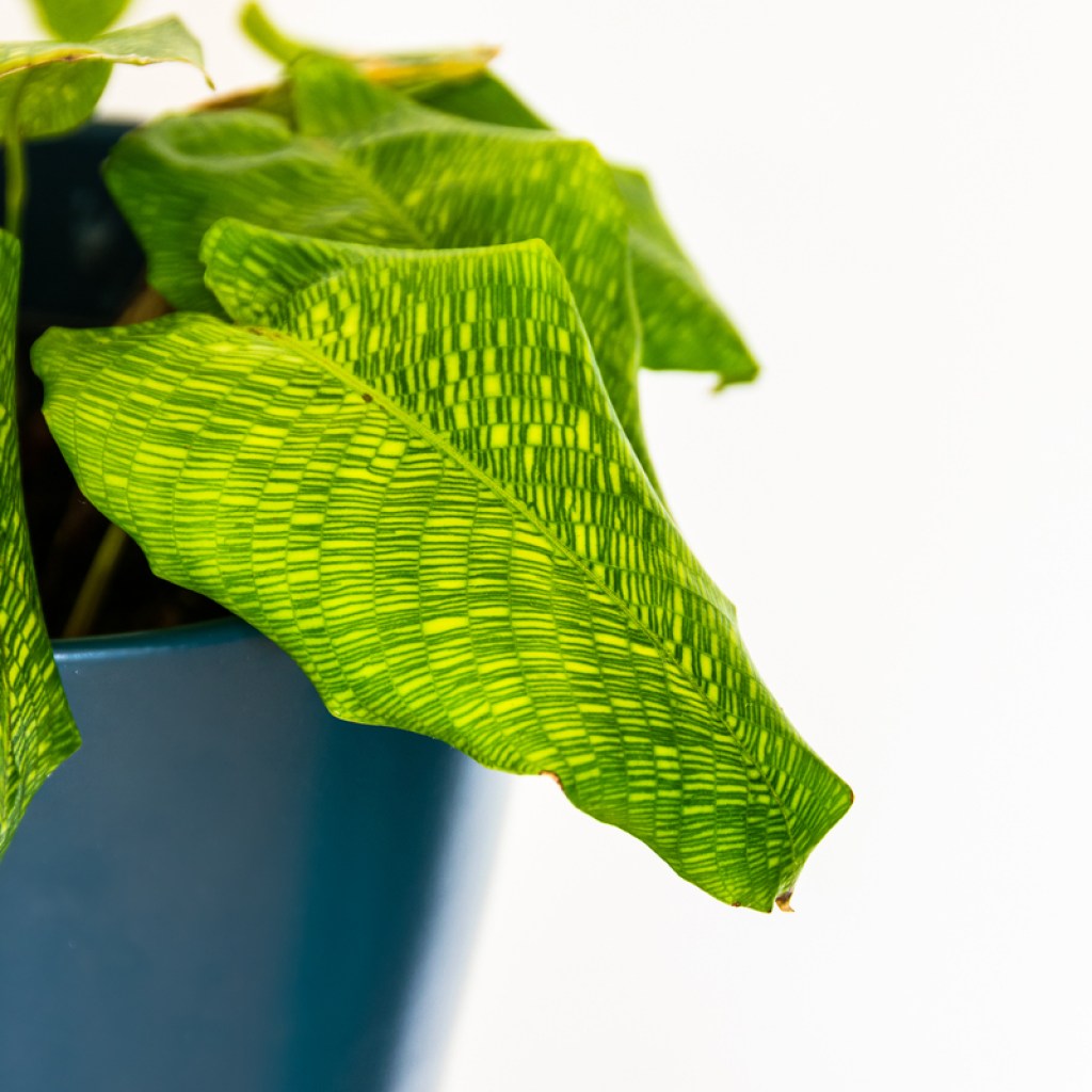 A potted calathea musaica