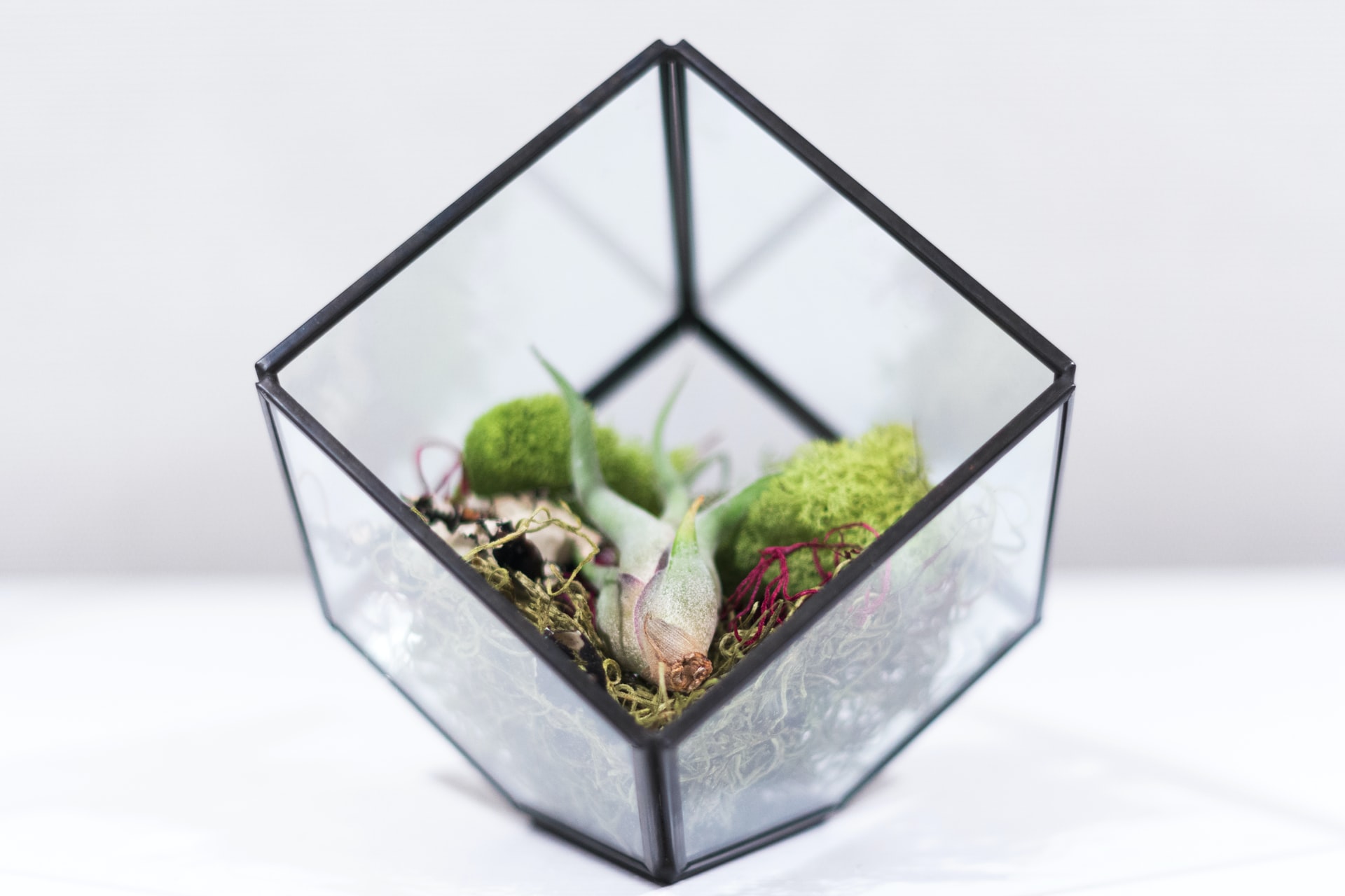 air plant terrarium