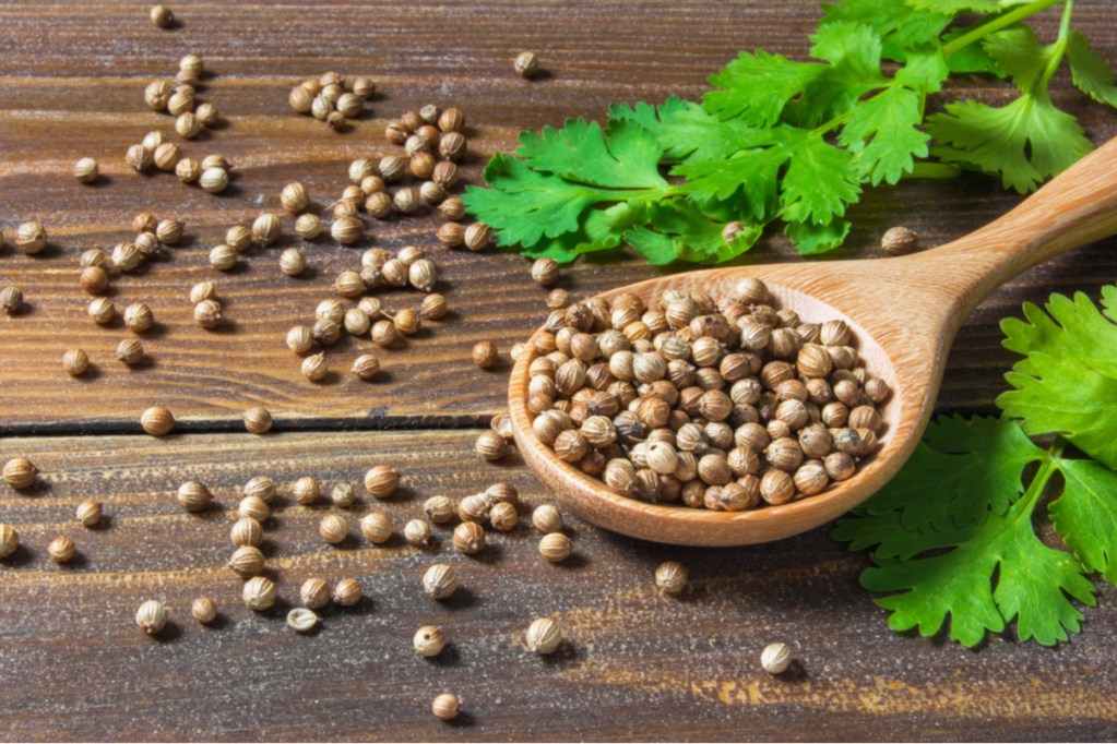 Coriander seeds and cilantro leaves