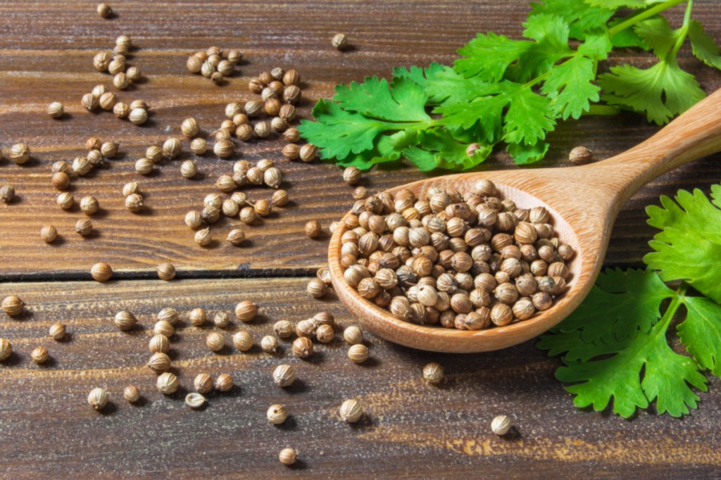 Coriander seeds and cilantro leaves