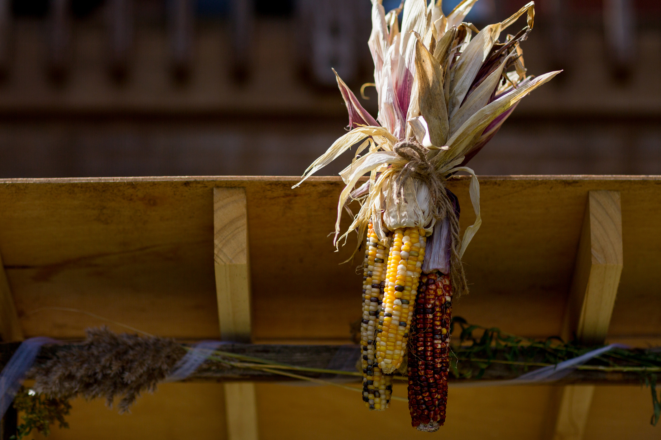 Corn stalk with corn
