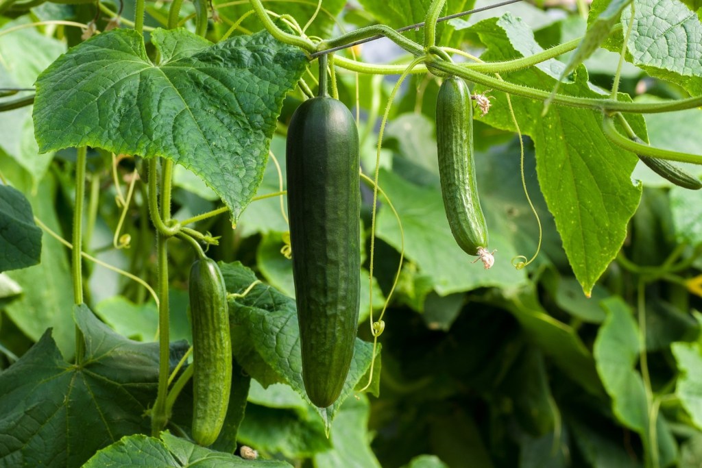 Three cucumbers growing on a vine