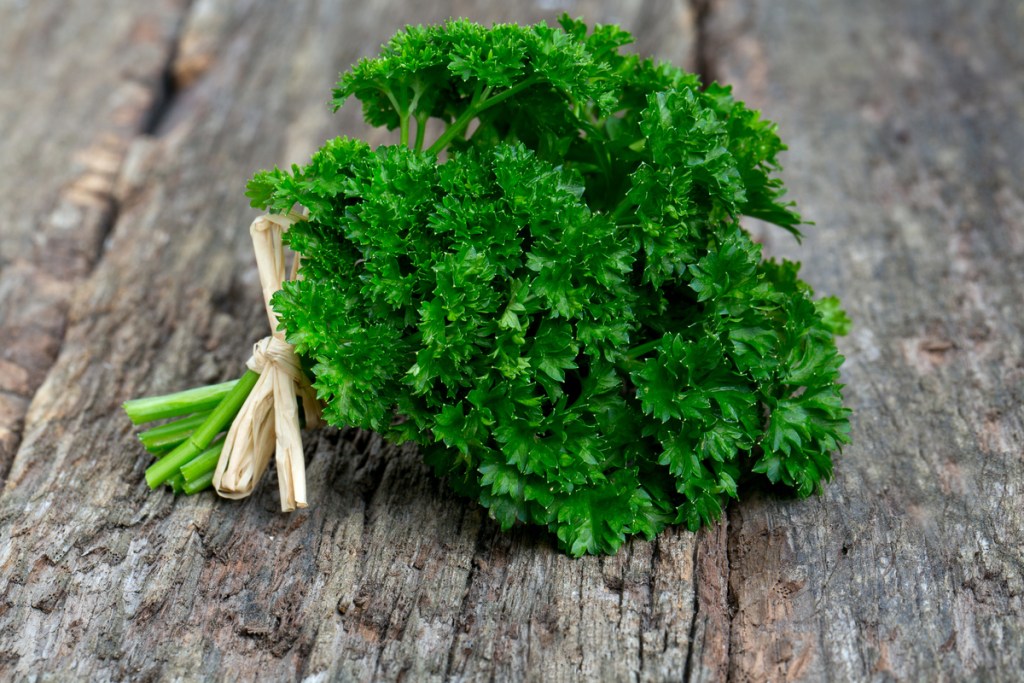 A bundle of curly parsley