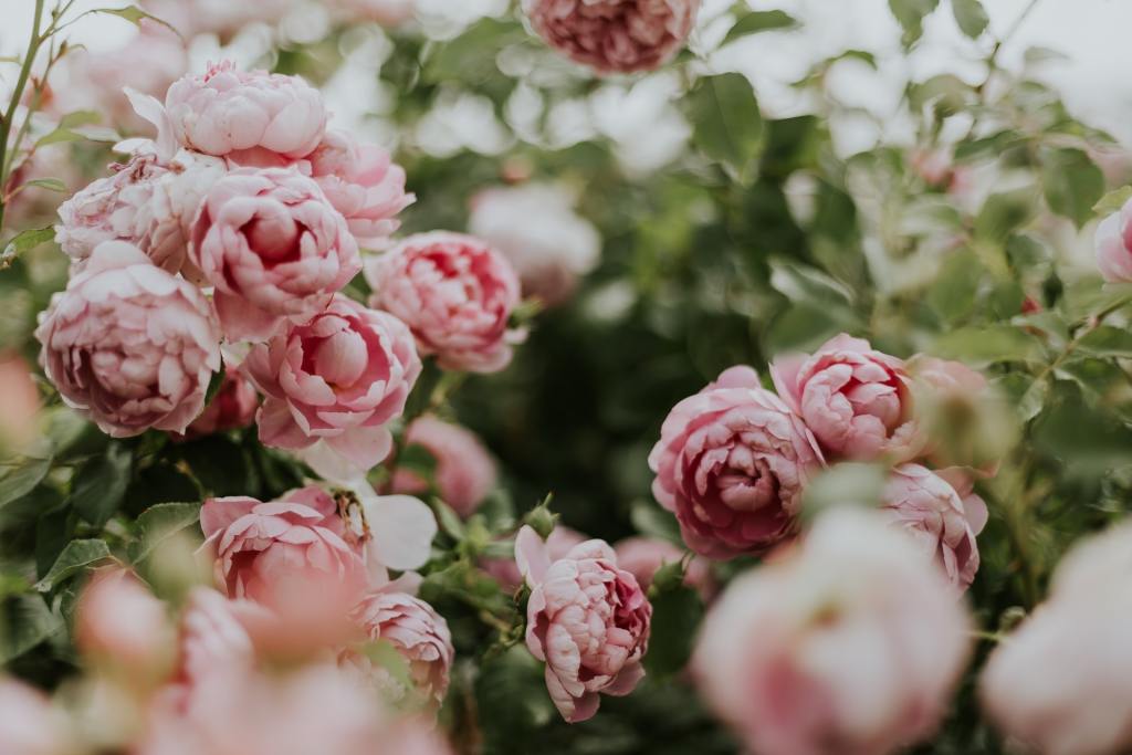 Pink peony bush