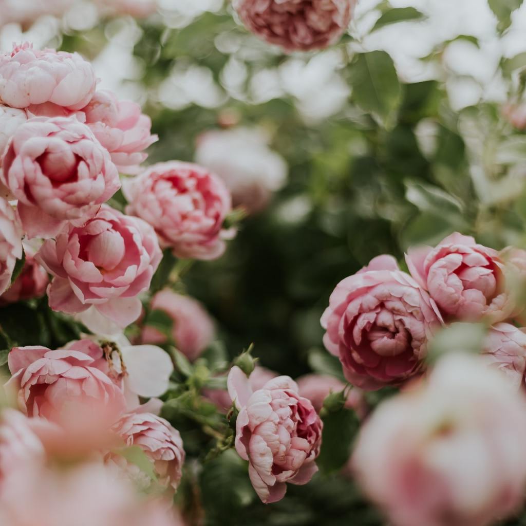Pink peony bush