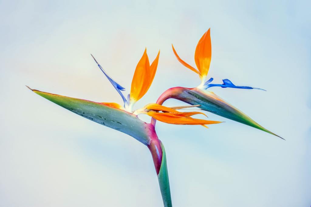 Bird of paradise flower