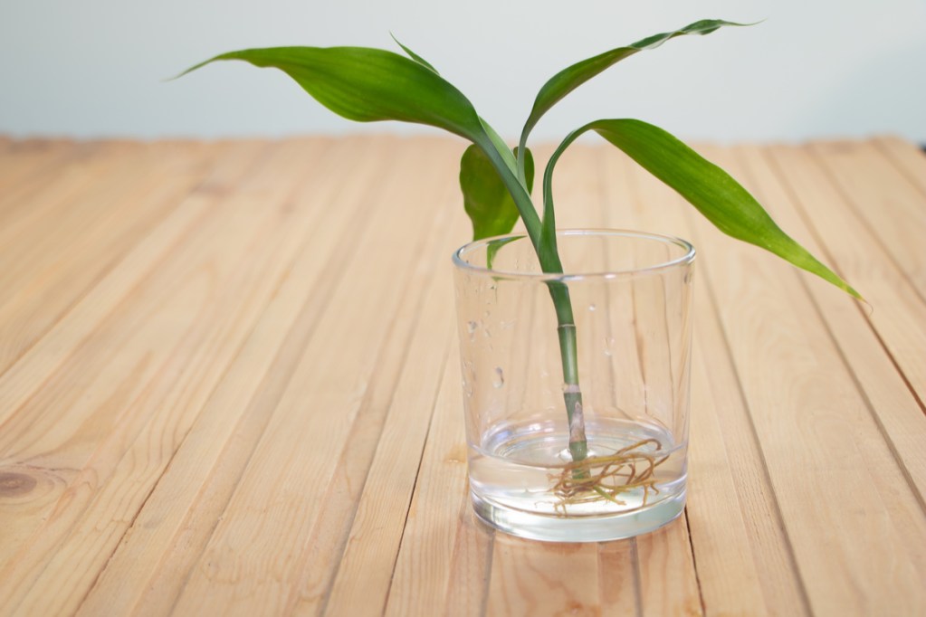 A small cutting of dracaena growing roots in a glass of water