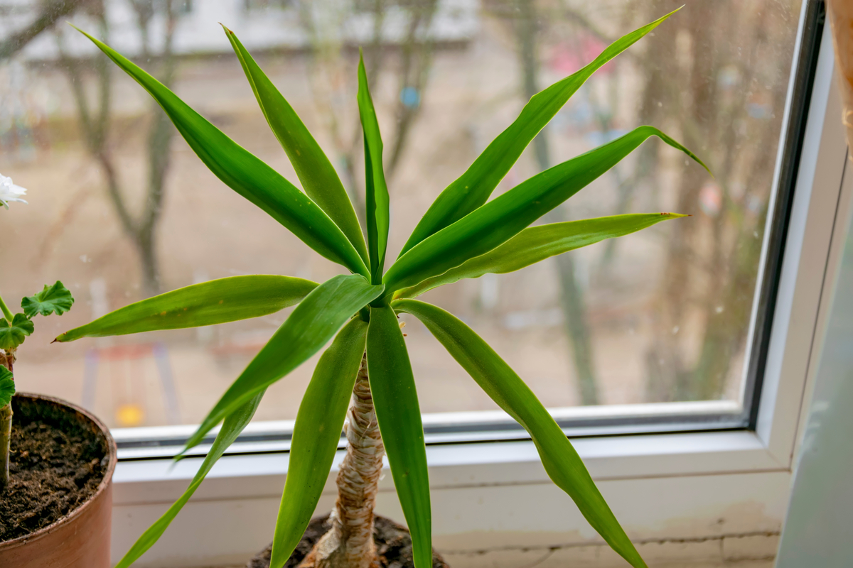 A small dracaena on a window sill