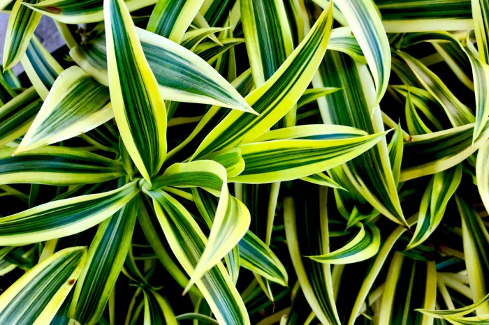 Close up of dark and light green dracaena leaves
