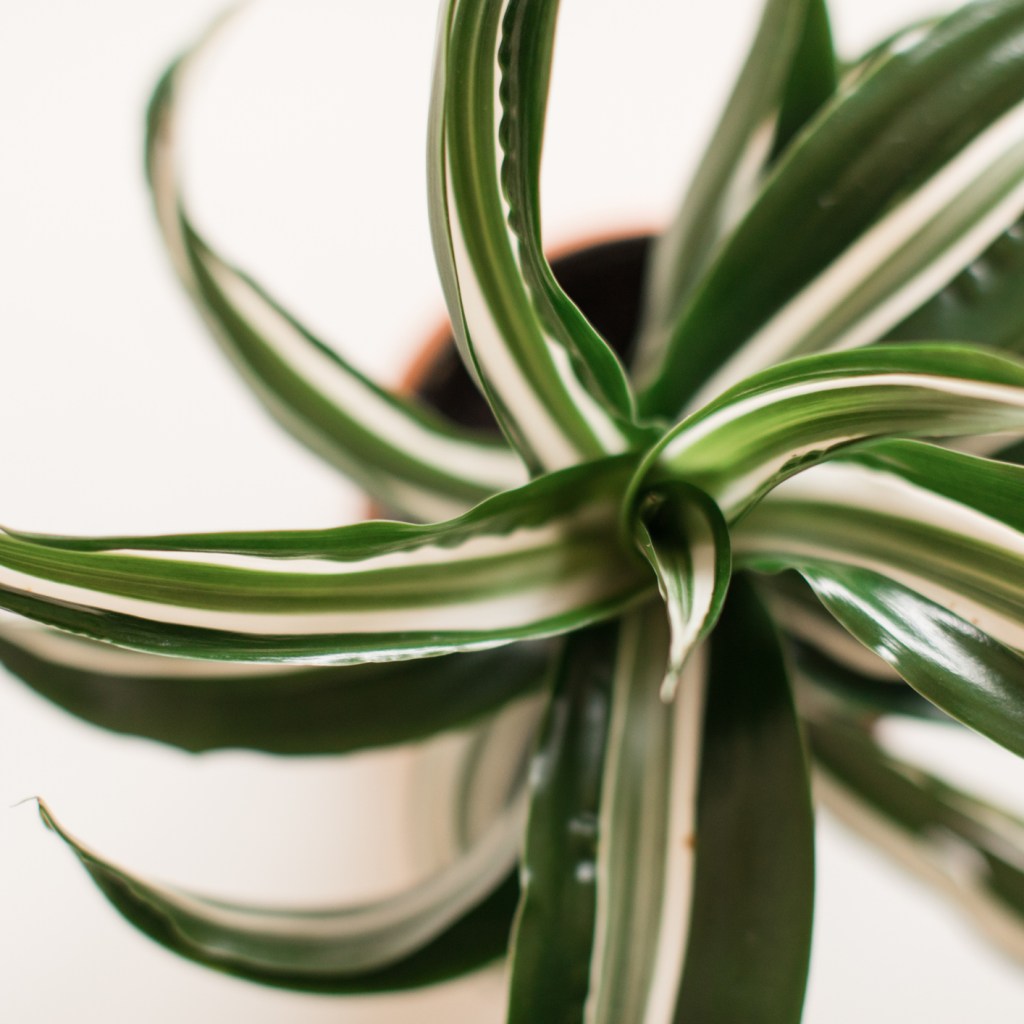 Dracaena warneckii