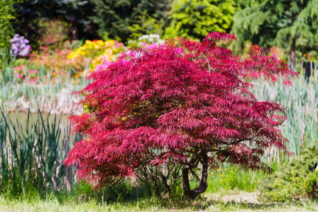Dwarf Japanese maple tree