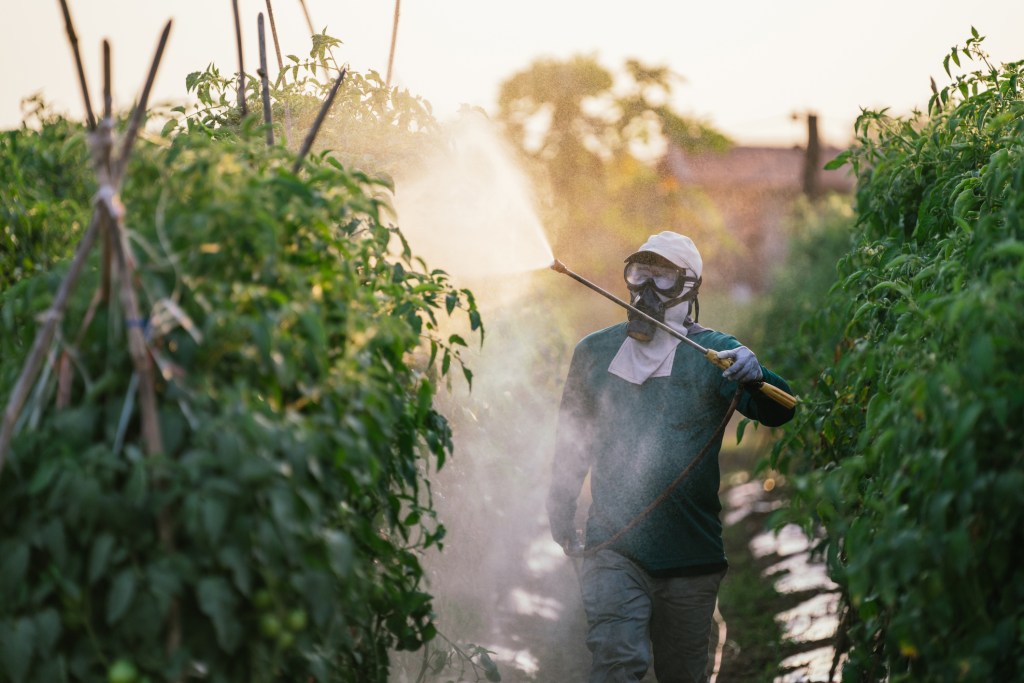 Farmworker sprays pesticides onto tomato plant